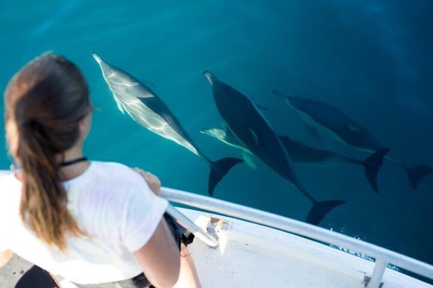 Watching dolphins swimming on the bow of Bay Explorer