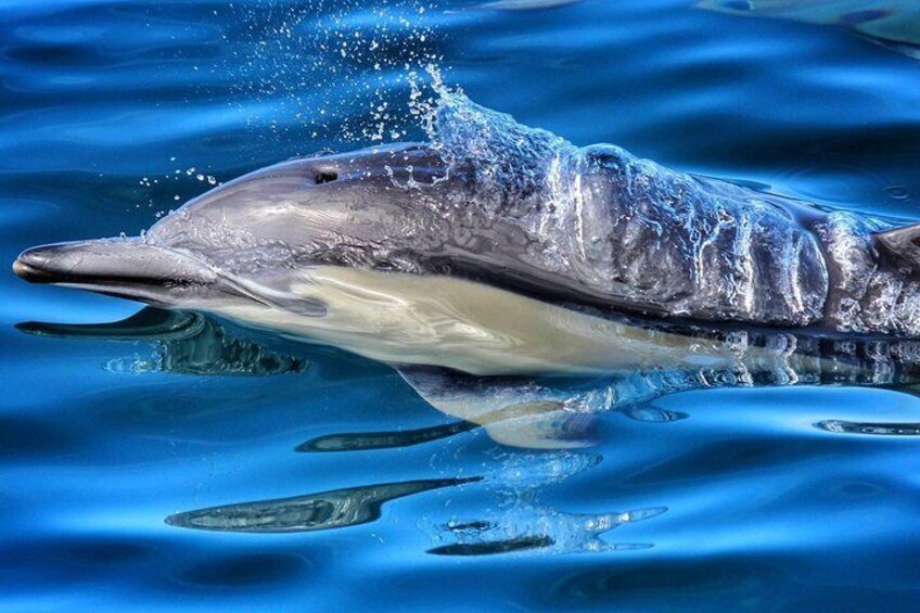 Beautiful close up of a common dolphin swimming