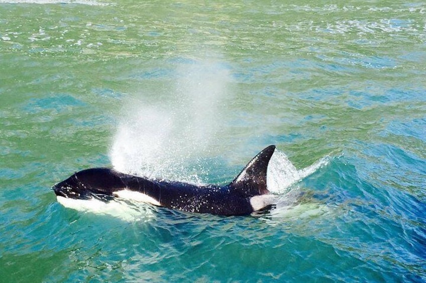 Beautiful Orca