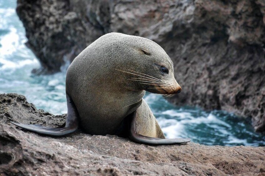 NZ Fur Seal 