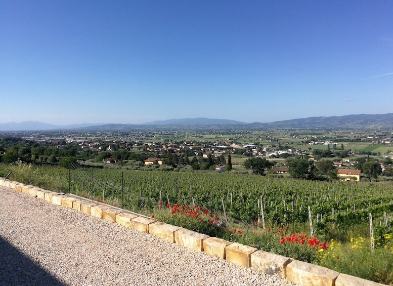 Picture 4 for Activity Assisi: Organic Balsamic Vinegar, Olive Oil & Wine Tour