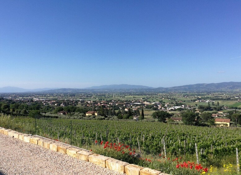 Picture 4 for Activity Assisi: Organic Balsamic Vinegar, Olive Oil & Wine Tour