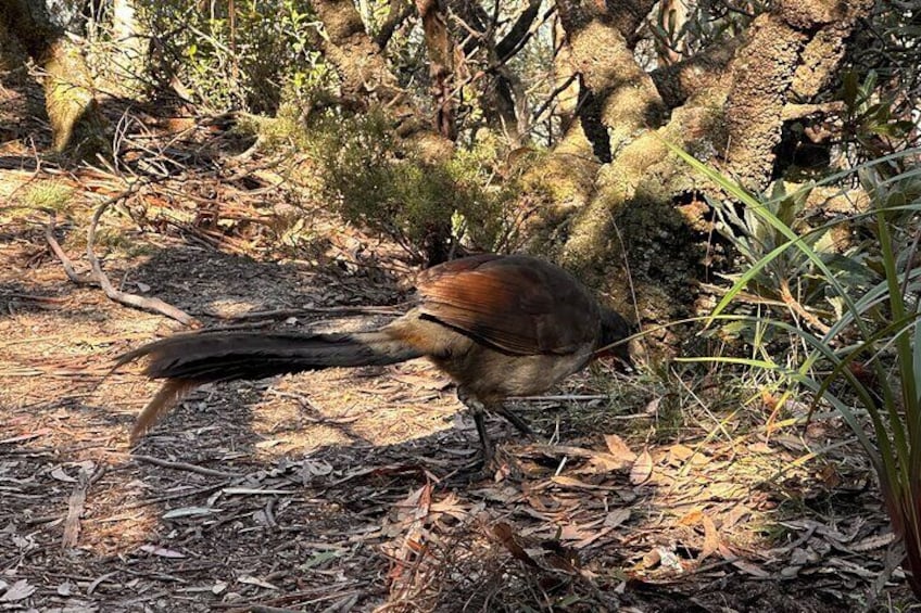 Blue Mountains Full Day Guided Tour 