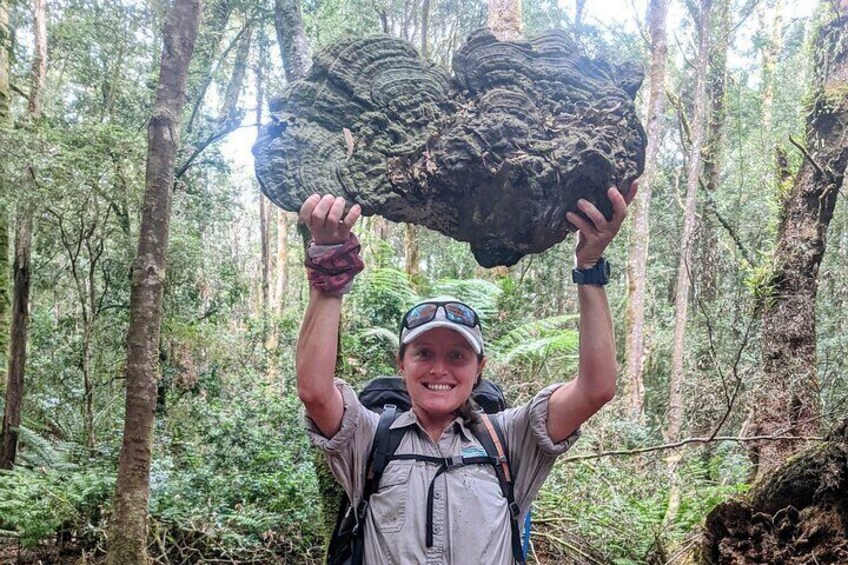 Tarkine Wilderness 5 Day 'Pack Free' Walking Tour 