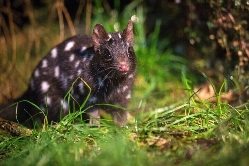 Tarkine Wilderness 5 Day 'Pack Free' Walking Tour 