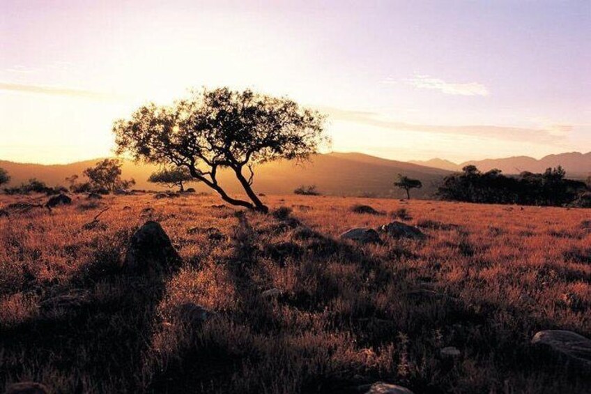 Adelaide to Coober Pedy 7 Day Small Group 4WD Eco Safari