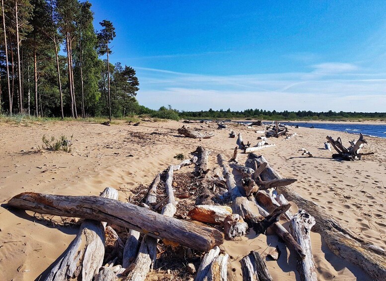 Picture 4 for Activity From Riga: Four Natural Ecosystems In One Hike