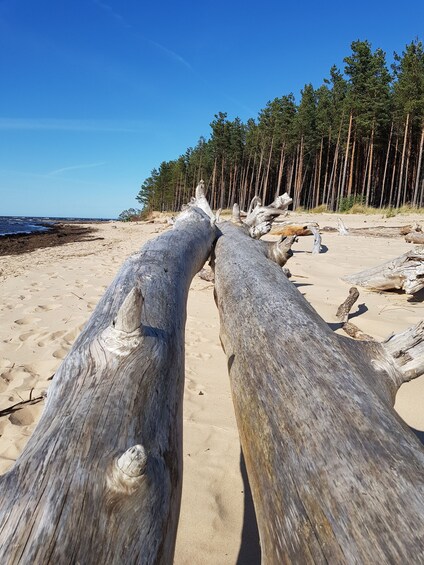 Picture 8 for Activity From Riga: Four Natural Ecosystems In One Hike