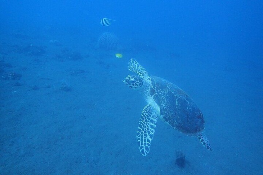 Diving in Tulamben