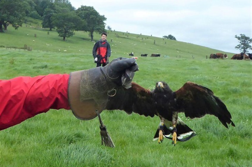 Under the guidance of a local falconer you will have the unique experience of flying a hawk