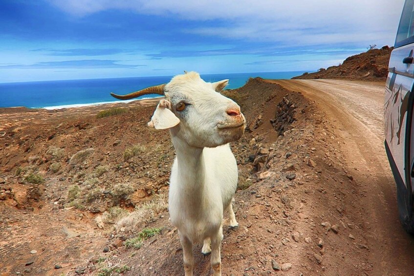 Picture 3 for Activity Fuerteventura: Off-Road Safari Tour