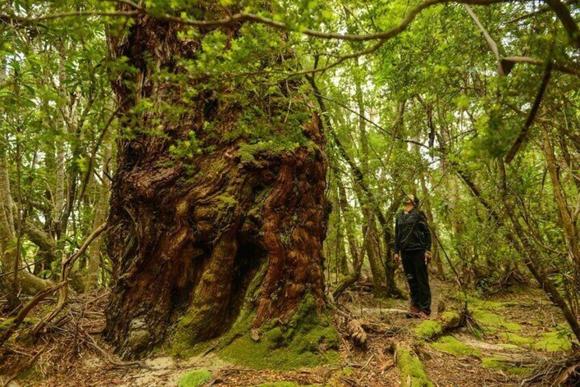 3-Day Southwest National Park Wilderness Camping Tour