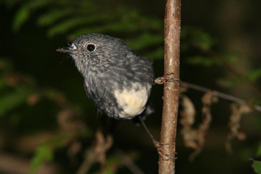 North Island Robin with foris eco-tours