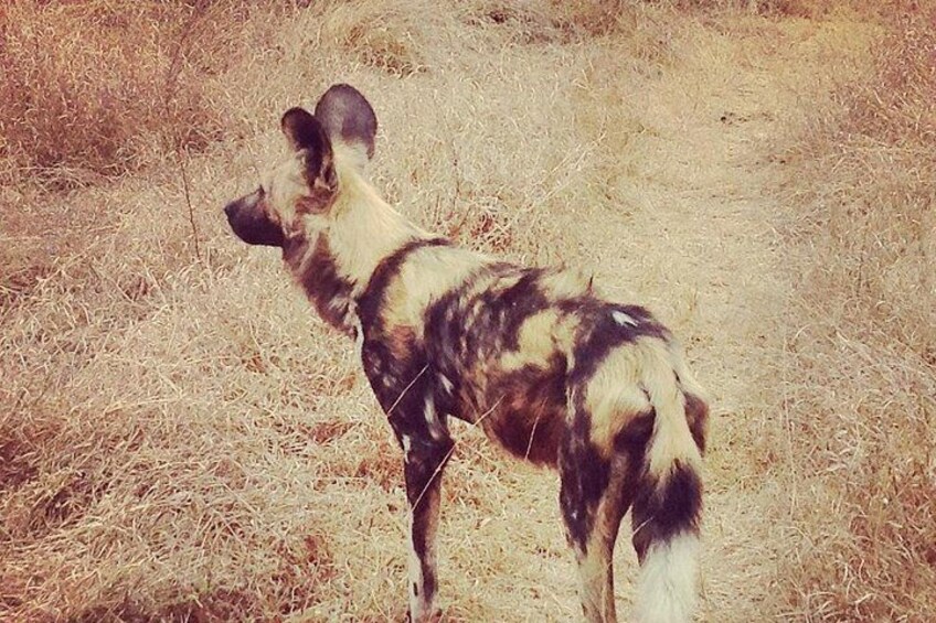 Wild dogs Kruger