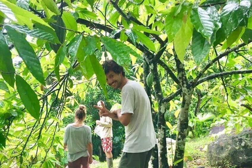 Going to know a sustainable forest
of cocoa!
