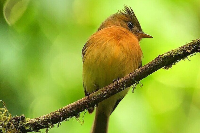 Explore and Learn the Cloud Forest in Monteverde