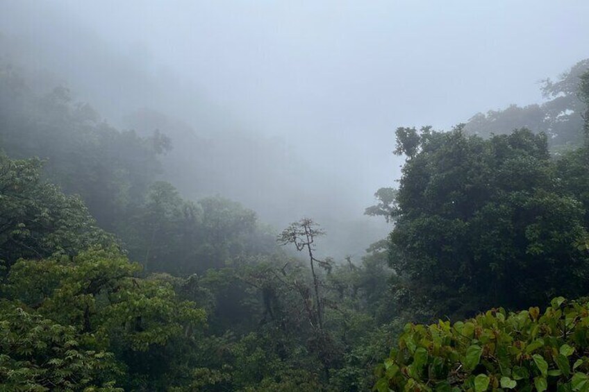 Explore and Learn the Cloud Forest in Monteverde