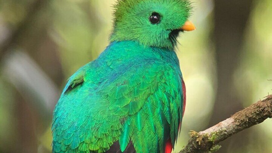 Explore and Learn on a tour of the Magic Monteverde Cloud Forest