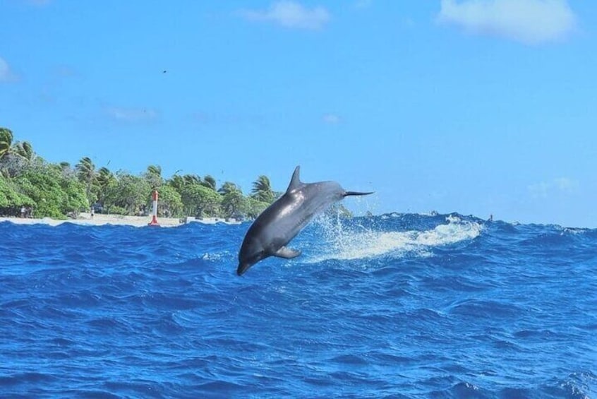 Dolphin watching