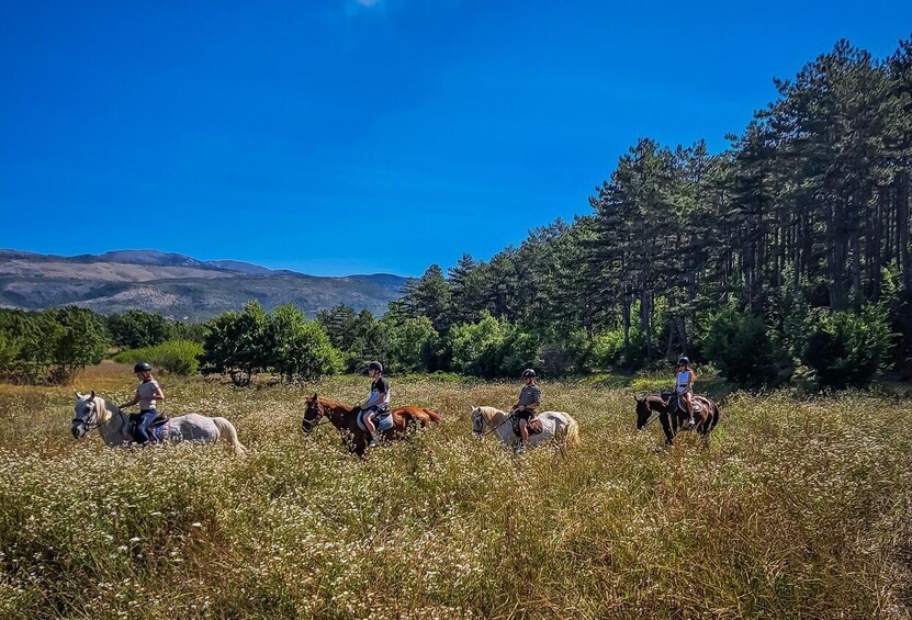 Picture 14 for Activity From Split: Full-Day Horse Riding & Quad Biking with Lunch