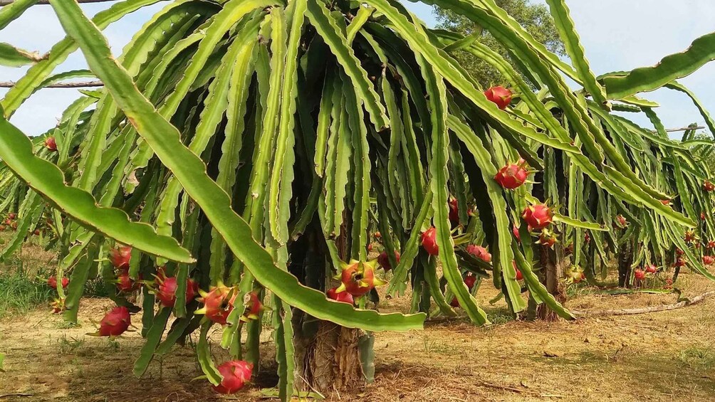 Picture 3 for Activity Ho Coc Beach, Nature Reserve & Dragon Fruit Farm Day Tour