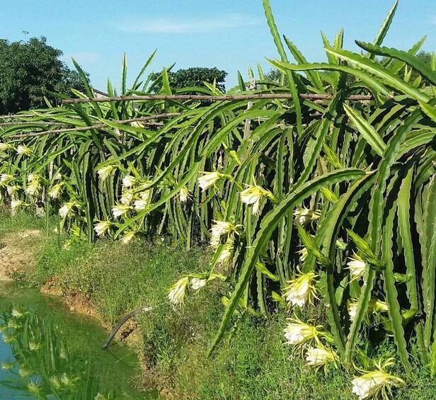 Picture 6 for Activity Ho Coc Beach, Nature Reserve & Dragon Fruit Farm Day Tour