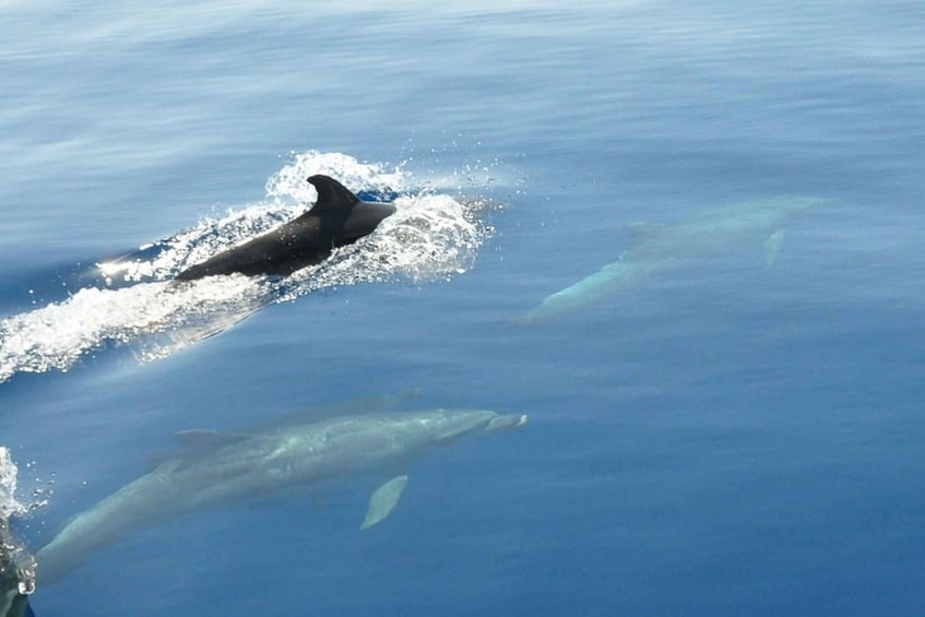 Picture 6 for Activity Split: Private Blue Lagoon 3 island full day with speed boat