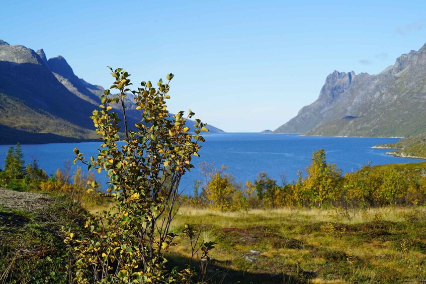 Picture 1 for Activity Tromsø: Fjord Sightseeing in a Tesla X Luxury Electric Car