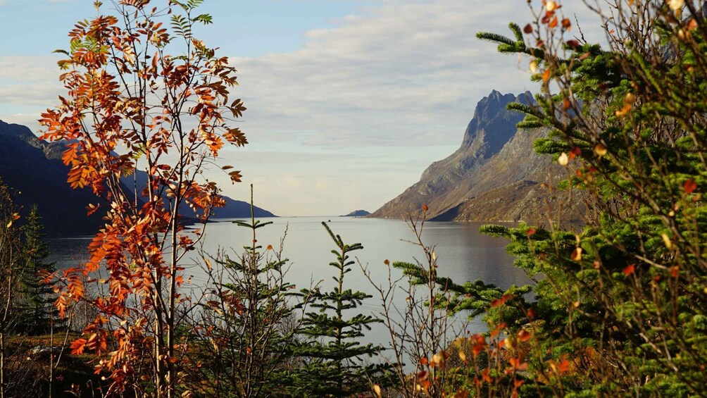 Picture 2 for Activity Tromsø: Fjord Sightseeing in a Tesla X Luxury Electric Car