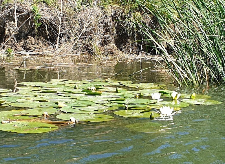 Picture 1 for Activity From Bucharest: 2-Day Danube Delta Wonders Small Group Tour