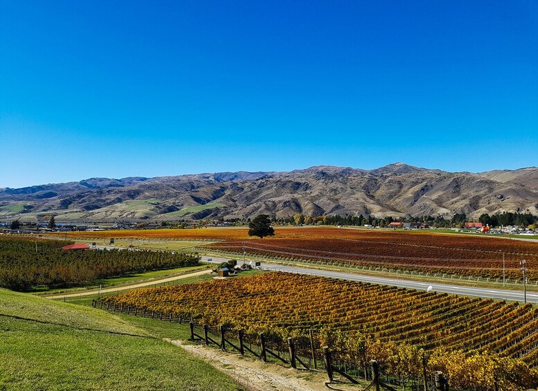 Picture 3 for Activity Boutique Wine Tour in Central Otago with Sommelier guide