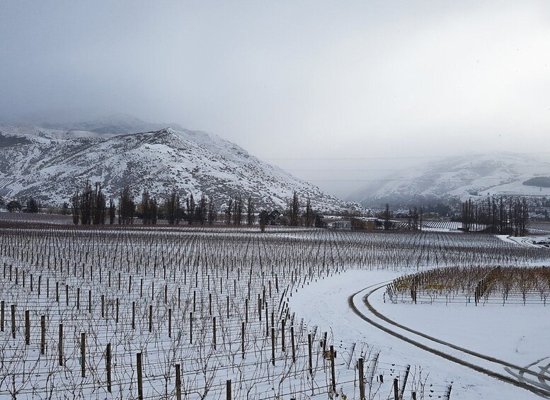 Picture 2 for Activity Boutique Wine Tour in Central Otago with Sommelier guide