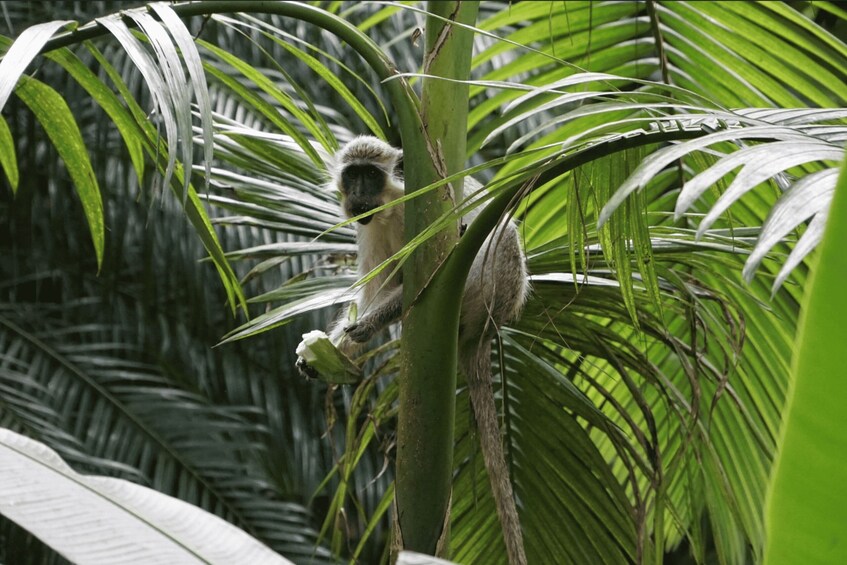 Picture 1 for Activity Barbados: Tour of Harrison's Cave & Hunte's Gardens