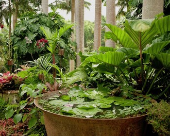 Barbados: recorrido por la cueva de Harrison y los jardines de Hunte