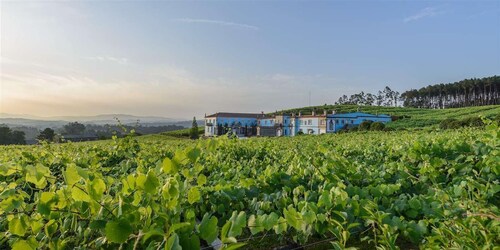 Granbazán Winery: Guided Tour and Wine Tasting