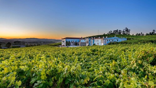 Weingut Granbazán: Geführte Tour und Weinverkostung