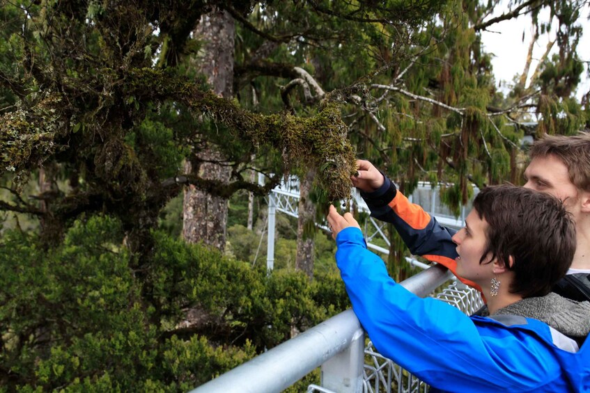 Picture 4 for Activity Greymouth: Hokitika Gorge and Tree Top Walkway Half-Day Tour