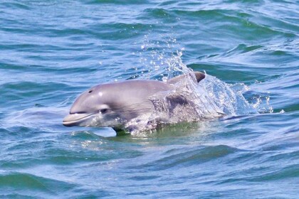 Atlantic City: Dolphin Watching Ocean Cruise Adventure