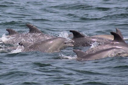 Atlantic City: Dolphin Watching Ocean Cruise Adventure