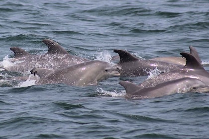 Atlantic City: aventura en crucero por el océano para observar delfines