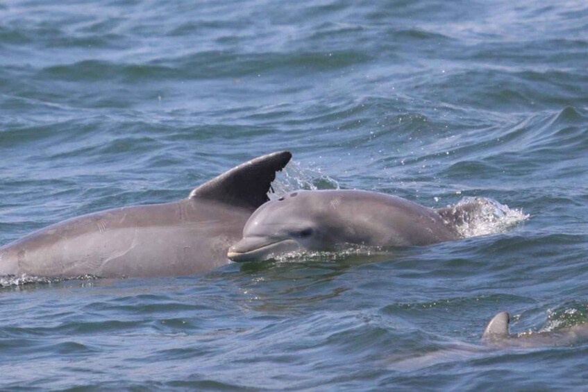 Picture 3 for Activity Atlantic City: Dolphin Watching Ocean Cruise Adventure