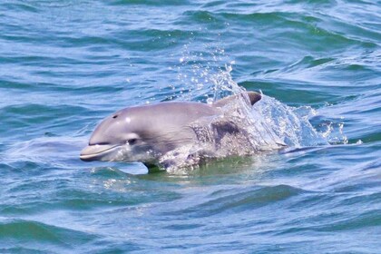 Atlantic City: Dolphin Watching Ocean Cruise Adventure