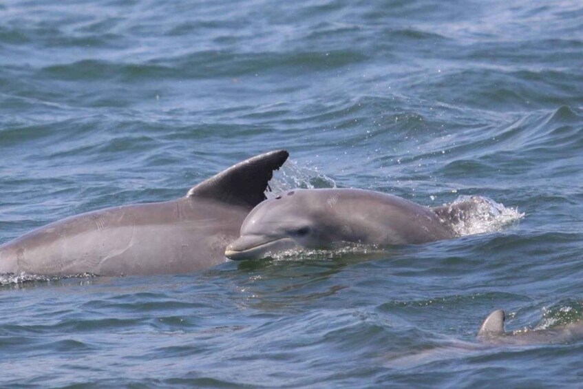 Picture 3 for Activity Atlantic City: Dolphin Watching Ocean Cruise Adventure