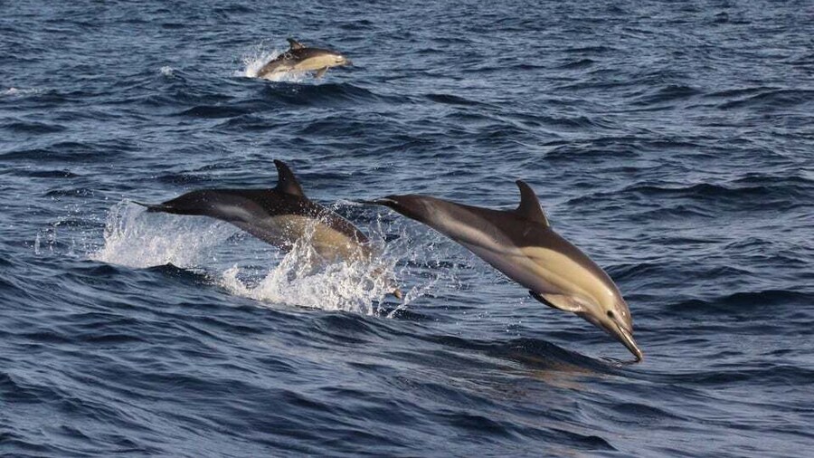 Dumaguete: Dolphin Watching & Manjuyod Sandbar Private Tour