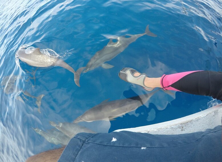 Picture 2 for Activity Dumaguete: Dolphin Watching & Manjuyod Sandbar Private Tour