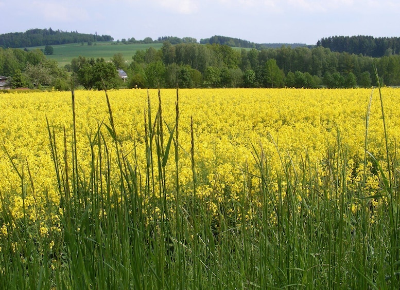 Picture 5 for Activity From Leipzig: Day Tour to the Green Belt