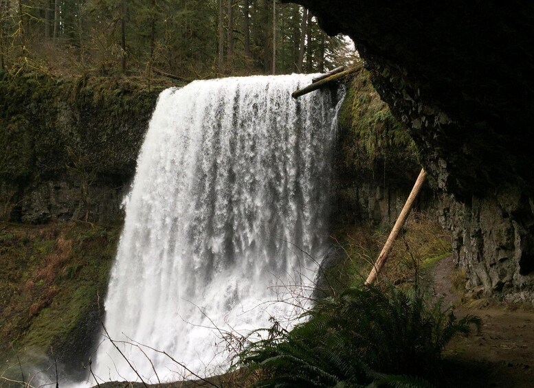 Picture 2 for Activity Portland: Silver Falls Hike