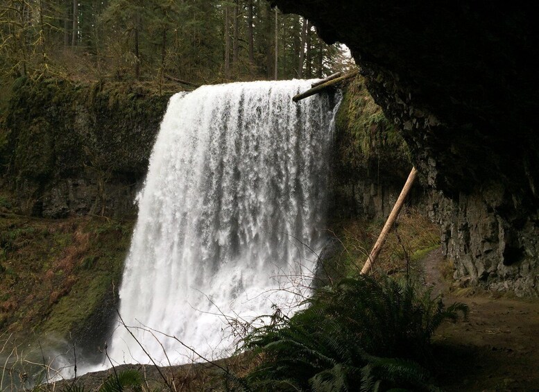 Picture 2 for Activity Portland: Silver Falls Hike