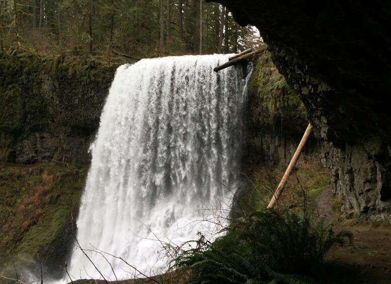 Picture 2 for Activity Portland: Silver Falls Hike and Wine Tour