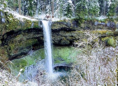 Portland: Silver Falls Hike
